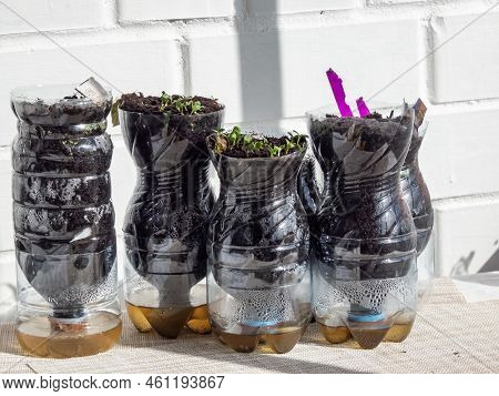 Growing Young, Green Seedlings In Diy Plastic Pots Made From Cut Plastic Bottles. Small, Green Plant