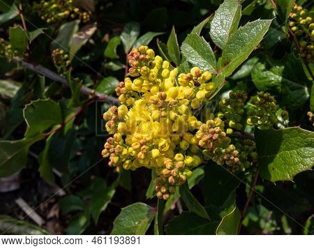 The Evergreen Shrub Oregon Grape Or Holly-leaved Barberry (mahonia Aquifolium) Flowering With Dense 