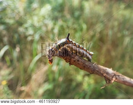 Macro Shot Of The Caterpillar Of The Grey Dagger (acronicta Psi) On A Branch Outdoors In Bright Sunl