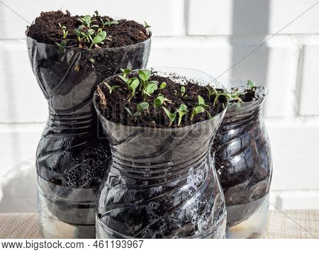 Growing Young, Green Seedlings In Diy Plastic Pots Made From Cut Plastic Bottles. Small, Green Plant