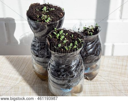Growing Young, Green Seedlings In Diy Plastic Pots Made From Cut Plastic Bottles. Small, Green Plant