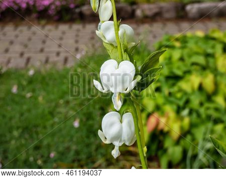 White Bleeding Heart (dicentra Spectabilis) 'alba' With Divided, Light Green Foliage And Arching Spr