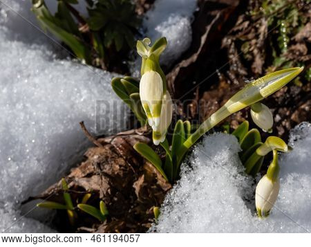 The Spring Snowflakes - Leucojum Vernum - Single White Flowers With Greenish Marks Near The Tip Of T