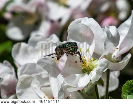 Macro Shot Of A Metallic Rose Chafer Or The Green Rose Chafer (cetonia Aurata) Crawling On A White A
