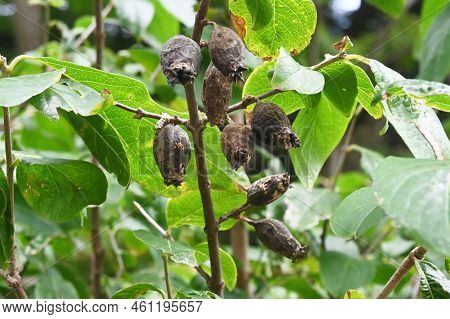 Wintersweet ( Chimonanthus Praecox ) Seeds. Calycanthaceae Deciduous Shrub. The Flowering Season Is 