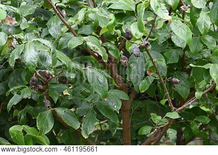 Wintersweet ( Chimonanthus Praecox ) Seeds. Calycanthaceae Deciduous Shrub. The Flowering Season Is 