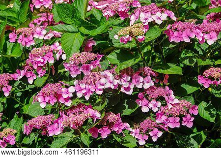 Pink Hydrangea Serrata Blooms In The Park. Garden Flower. Summer.