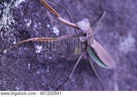 Female Arrow-winged Mantis ( Tenodera Angustipennis ) Brown Type. Mantidae Insect. Males Are 65 To 8