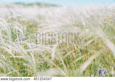 A Field Of Feather Grass Sways In The Wind Close-up