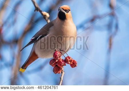 Bohemian Waxwing, A Beautiful Tufted Bird, Latin Name Bombycilla Garrulus, Sitting On A Wild Apple T