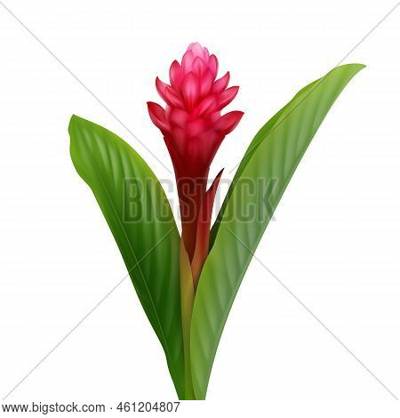 Vector Tropical Plant Red Ginger Flower Or Alpinia Purpurata Isolated On White Background