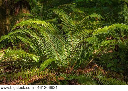 Beautiful Fern Leaf Texture In Nature. Natural Ferns Blurred Background. Fern Leaves Plants In Fores