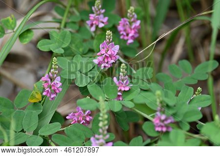 Indigofera Pseudo-tinctoria Flowers. Fabaceae Deciduous Shrub. Light Red-purple Flowers Bloom From J