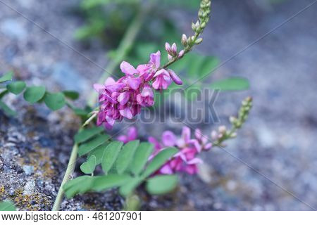 Indigofera Pseudo-tinctoria Flowers. Fabaceae Deciduous Shrub. Light Red-purple Flowers Bloom From J