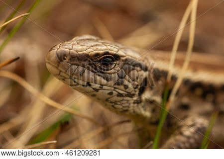 Close-up Of A Lizard's Head On Outdoor