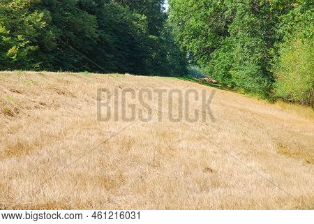 Dry Yellow Grass, Drought. Summer. Yellowed Meadow.