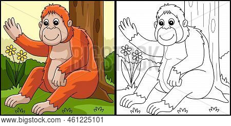 This Coloring Page Shows An Orangutan Animal. One Side Of This Illustration Is Colored And Serves As