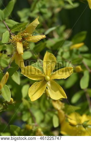 Aarons Beard Yellow Flowers In The Summer