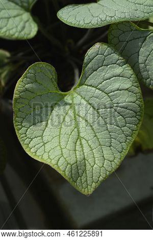 Largeleaf Brunnera Silver Heart Leaves In The Summer