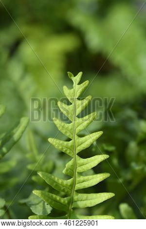 Common Polyoidy Green Leaves In The Garden