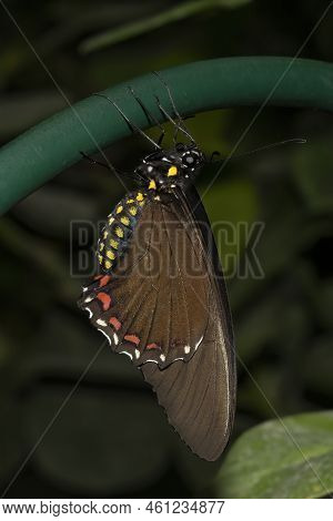 A Batus Swallowtail Butterfly With Its Wings Folded, Resting On A Green Metal Railing.
