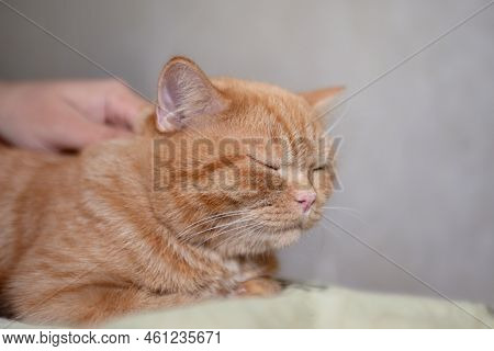 Sleeping Ginger Kitten Likes Being Pets By Male Hand. Purebed British Shorthaired Cat.