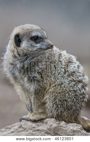 Meercat