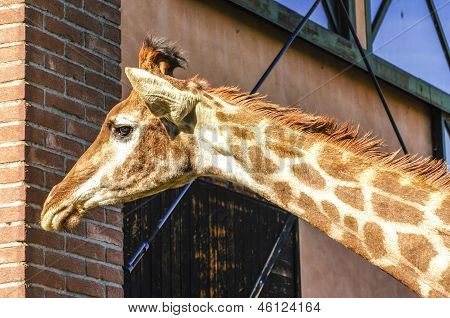 Giraffa