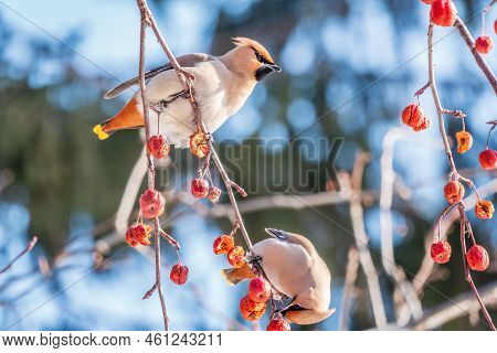 Bohemian Waxwing Sitting On A Wild Apple Tree In Winter Or Early Spring Day. The Waxwing, A Beautifu