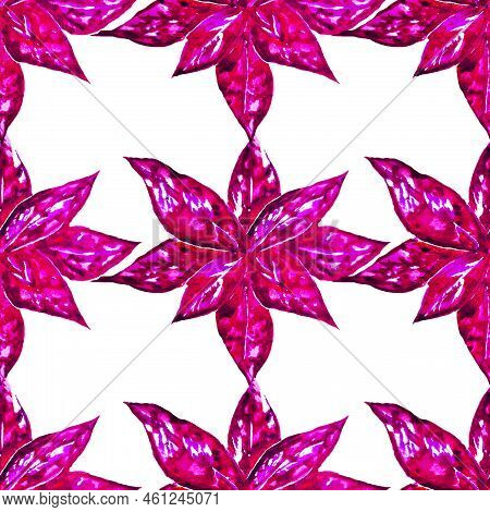 Hypoestes Is A Potted Indoor Plant With Bright Red And Green Petals With Streaks And A Pattern