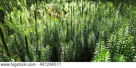 Cypress-leaved Plait Moss Closeup. Hypnum Cupressiforme. Hypnum Cupressiforme Growing In Forest. Hyp