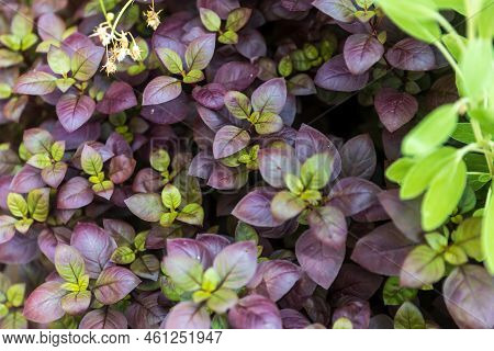 Alternanthera Bettzickiana Plant Is Several Years Old Upright Stems With A Height Of About 10-20 Cm 