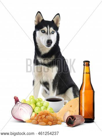 Cute Siberian Husky And Group Of Different Products Toxic For Dog On White Background