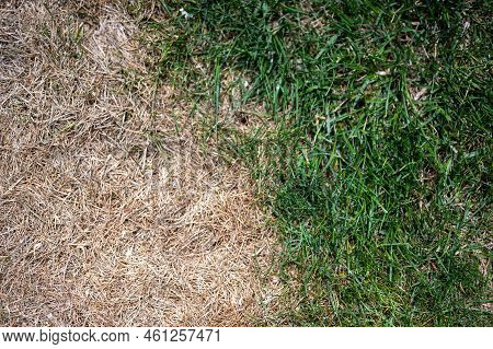 Visible Distinction Between Healthy Lawn And Chemical Burned Grass.