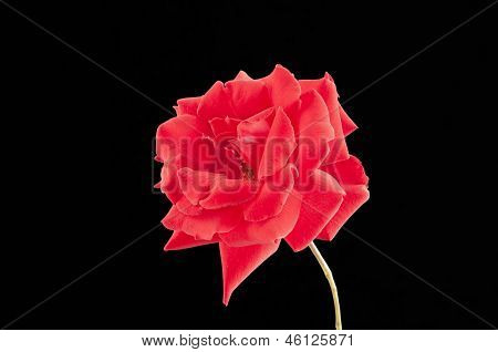 Red Rose