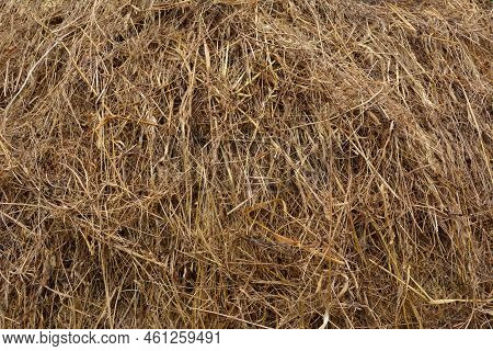 Dry Rice Straw Background. Grunge Texture.