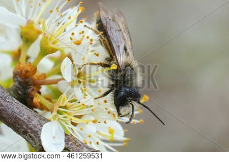 Closeup On A Male Grey Mining Bee, Andrena Vaga Sitting On White Blackthorn, Prunus Spinosa, Flowers