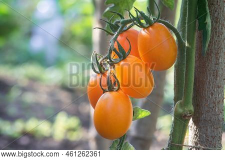 Yellow Oval Tomatoes Ripen On A Tassel On The Stem Of A Tomato Bush