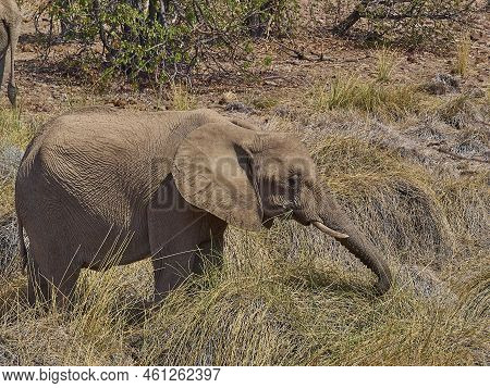 Desert Elephant Feeding In An Ephemeral River Bed Of Palmwag Region In Namibia