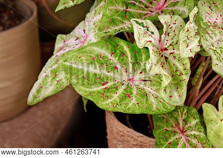 Leaf Of 'caladium Miss Muffet' (botanic Name) Houseplant With Pink And Green Leaves With Red Dots