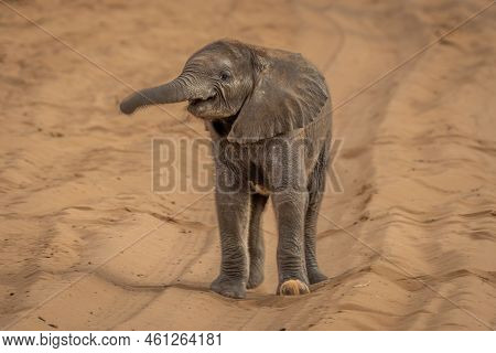 African Bush Elephant Baby Swings Trunk Around