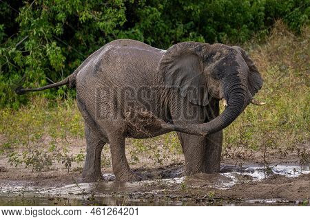 African Bush Elephant Blowing Mud Over Flank