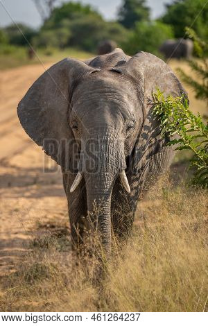 African Bush Elephant By Track Facing Camera