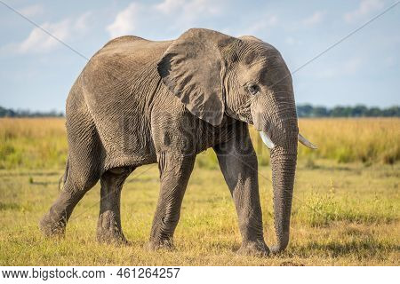 African Bush Elephant Crosses Grassland In Sunshine