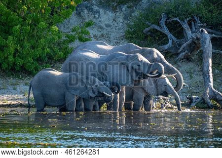 African Bush Elephant Herd Drinks From River