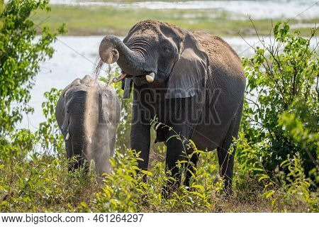 African Bush Elephant Lifts Sand Beside Another