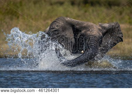 African Bush Elephant Makes Spray In Shallows