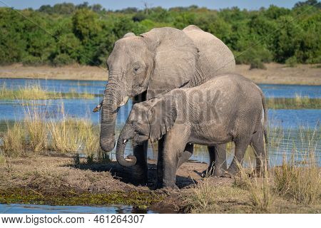 African Bush Elephant On Island With Calf