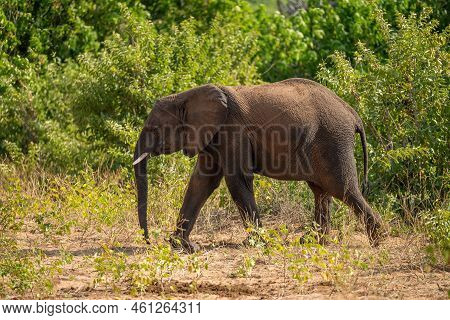 African Bush Elephant Passes Bushes In Clearing