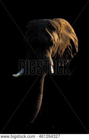 African Bush Elephant Sidelit Against Dark Background